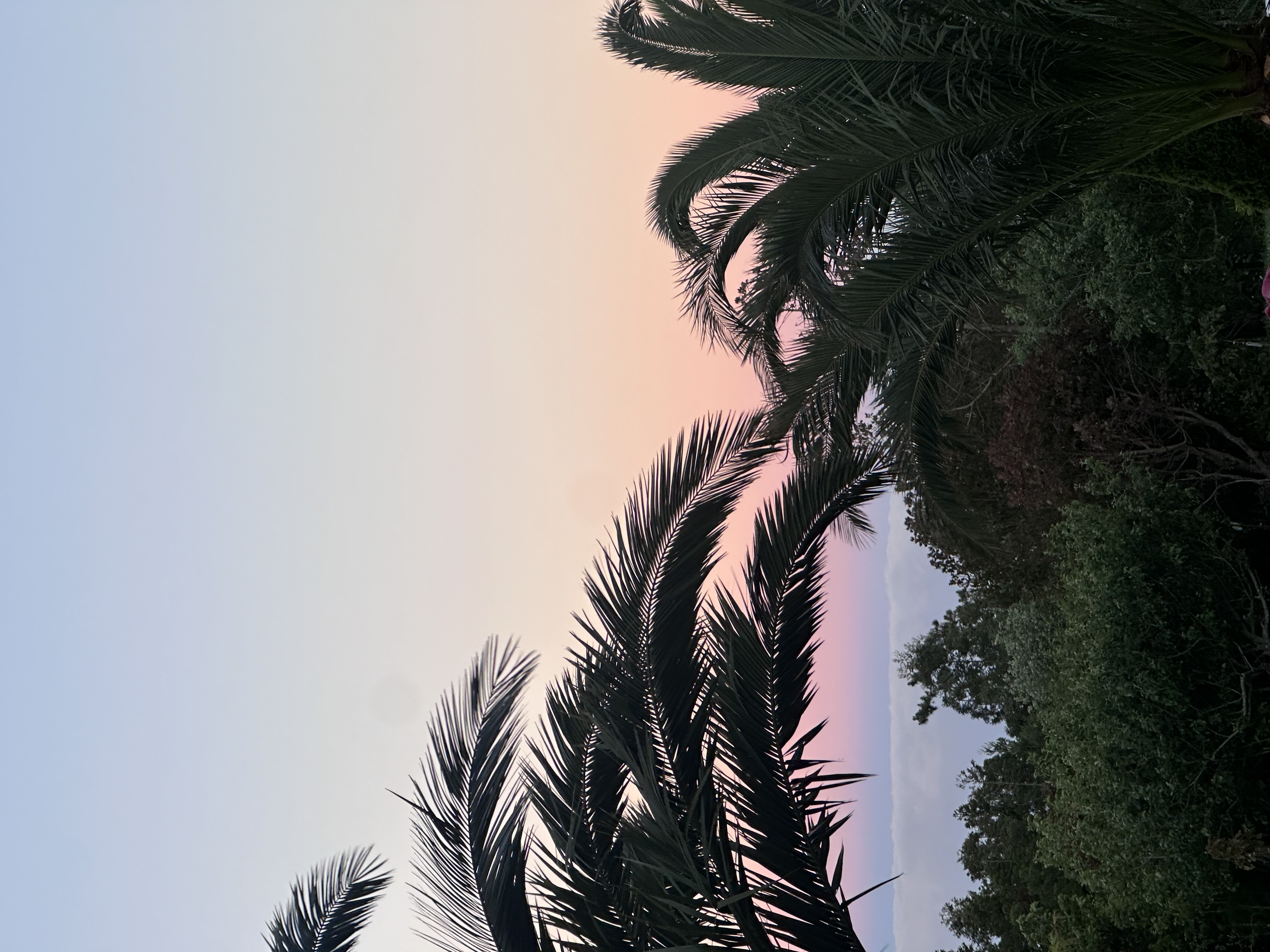 Sunset sky with trees